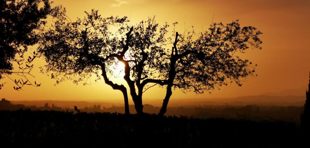 Agriturismo Cascina Cipressa San Romano  外观 照片
