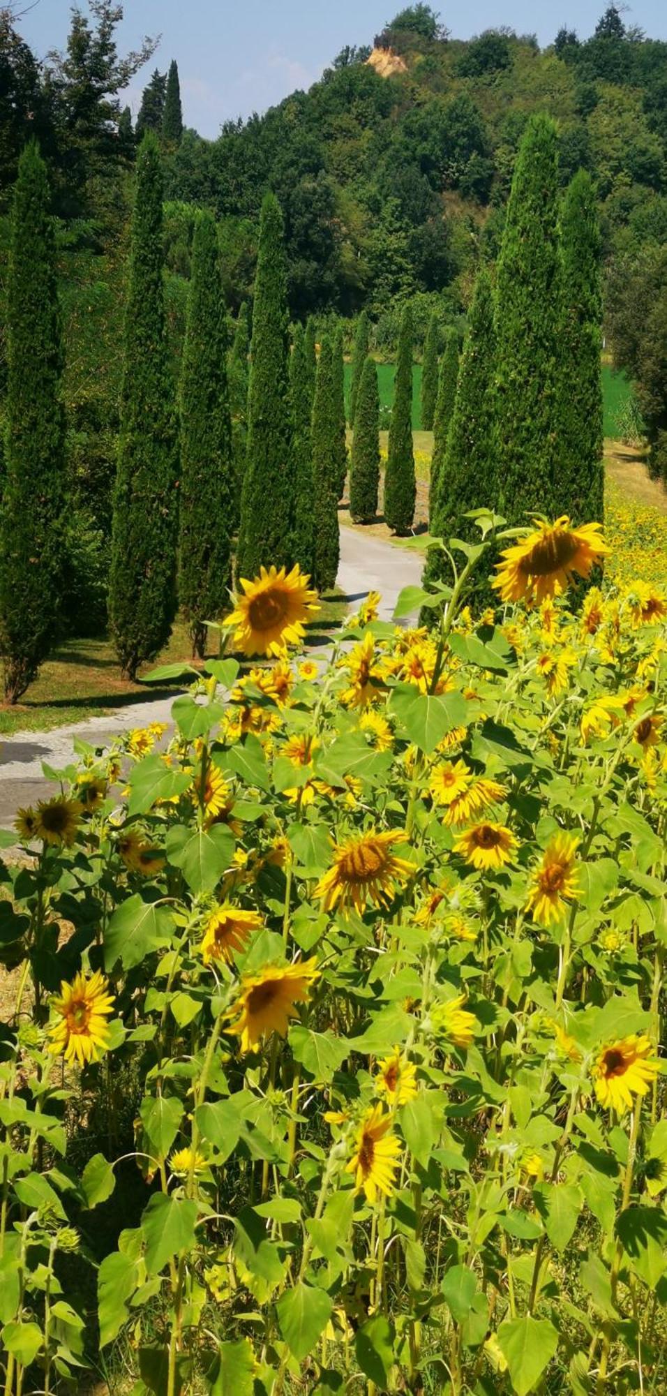 Agriturismo Cascina Cipressa San Romano  外观 照片