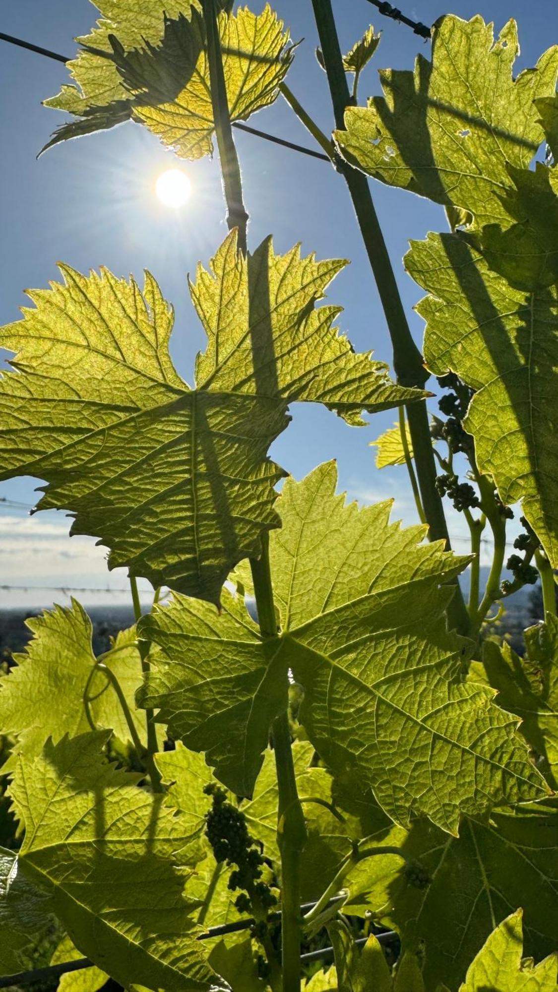 Agriturismo Cascina Cipressa San Romano  外观 照片