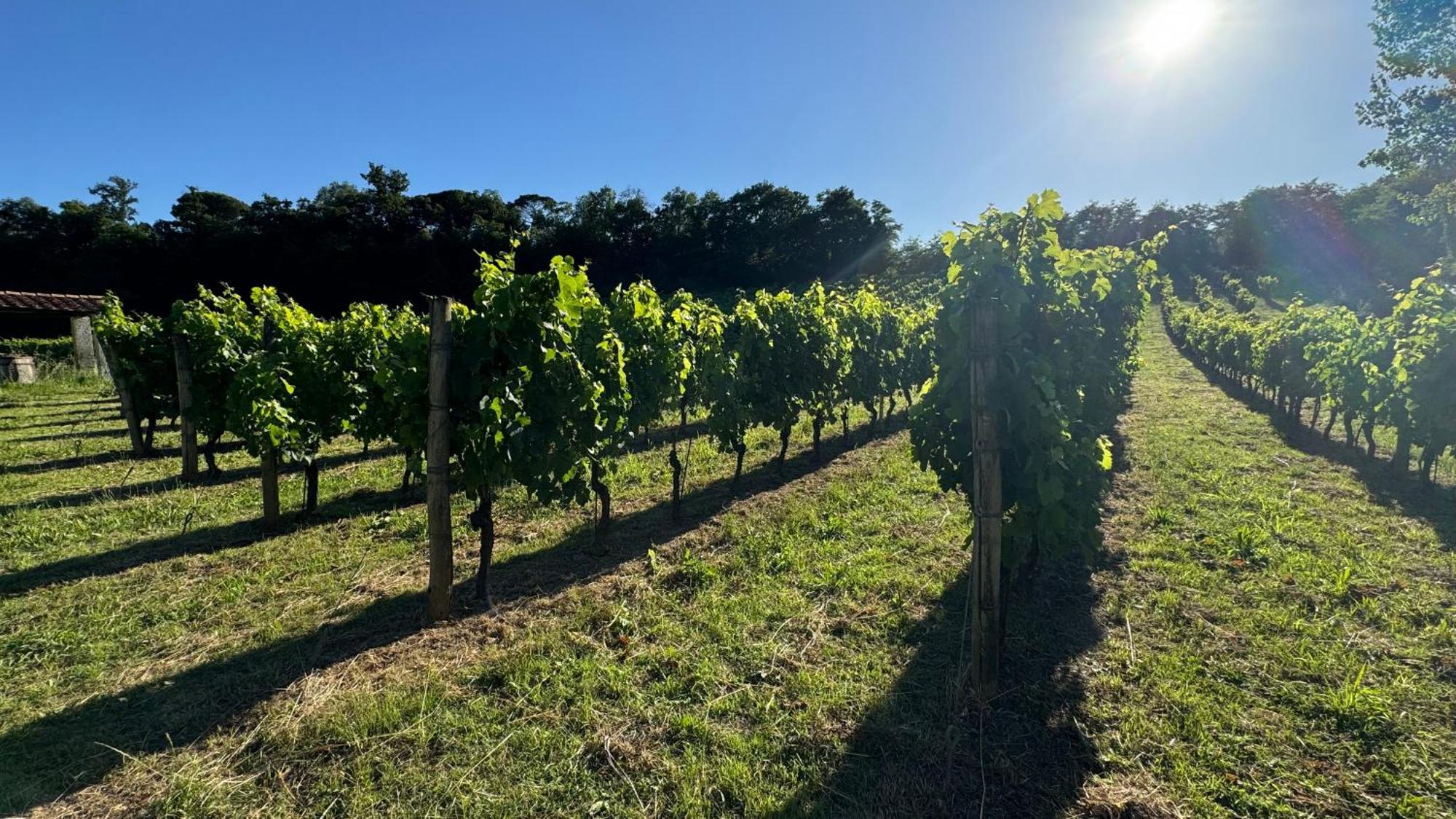 Agriturismo Cascina Cipressa San Romano  外观 照片